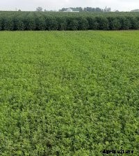 HybridForce 4400 test plot